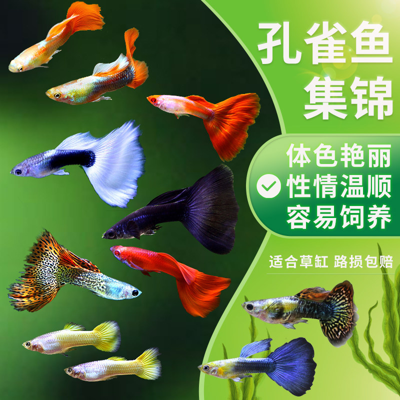 Tropical ornamental red peacock fish live fish anchovy traffic light freshwater white dress small fetal small fish live native