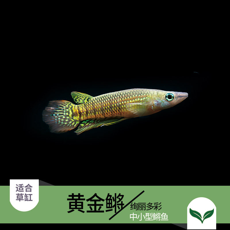 Gold Medaka Fish Thread Single Lip Medaka Fish Native Small Size Medaka Fish Tropical Freshwater Fish Good to Live Water Aquarium Pets