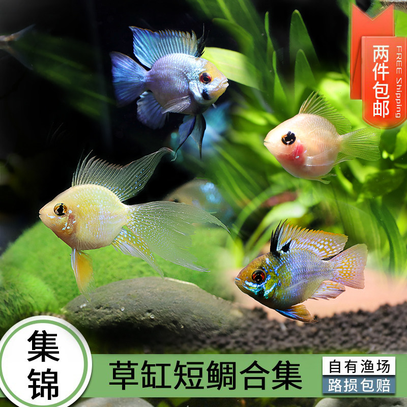 Watch Fish Short Snapper Snapper golden Poko blue Poons Dutch Phoenix Small tropical fish living native freshwater fish