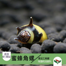 Bee horn snail grass cylinder Ornamental snail Algae removal snail Pet snail Soda snail Living moss algae cleaning screw brush cylinder 1020