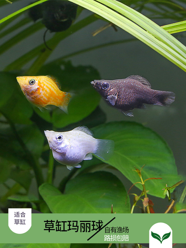 Excellent fish Natural tricolor gold black and white Mary Ball leather ball Viviparous fish Egg raw fish Small tropical Ornamental fish Pet