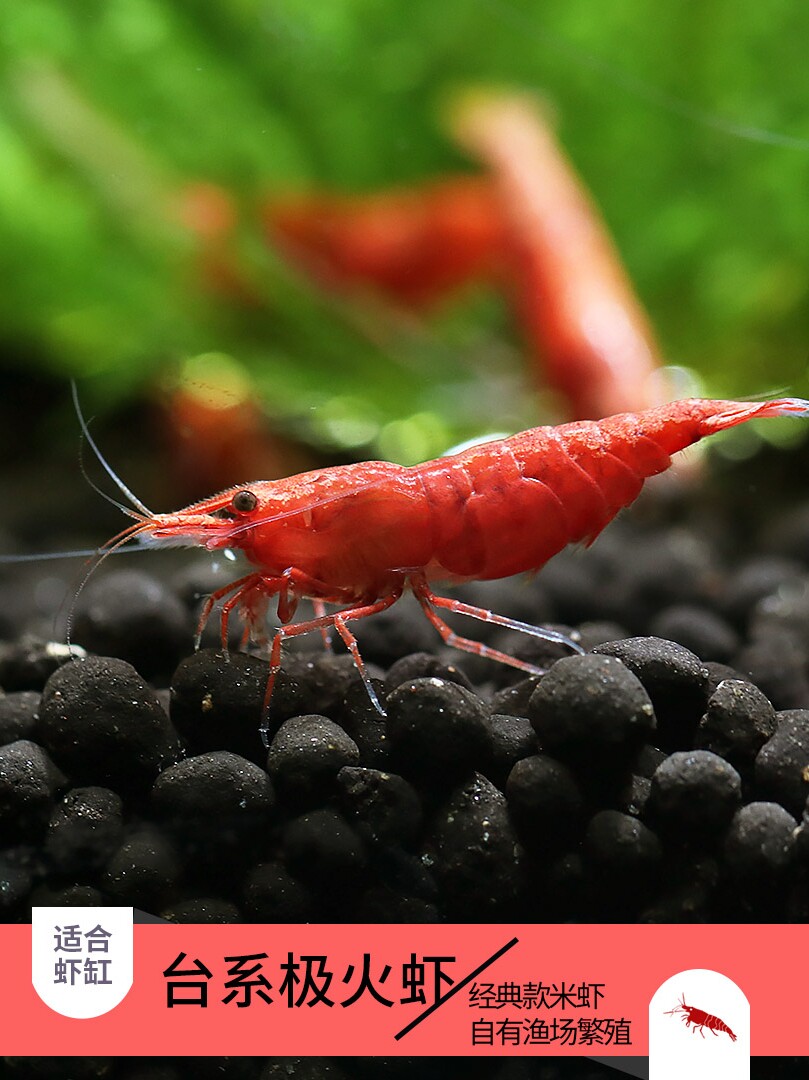 Polar fire shrimp collection fire shrimp Emergency fire shrimp fish tank Ornamental shrimp shrimp live flame shrimp Water plant tank Algae removal shrimp tool shrimp