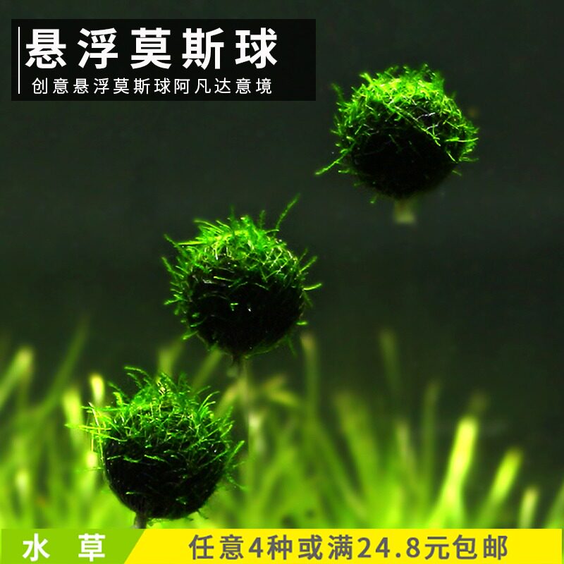 Fish tank Lazy decorative landscaping suspended moss ball Grass tank Aquarium Real water plant easy to live Moss float