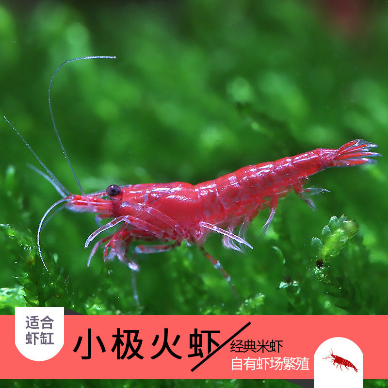 Small pole fire shrimp flame shrimp ornamental shrimp algae removal shrimp pet shrimp set fire shrimp live native freshwater shrimp tool shrimp