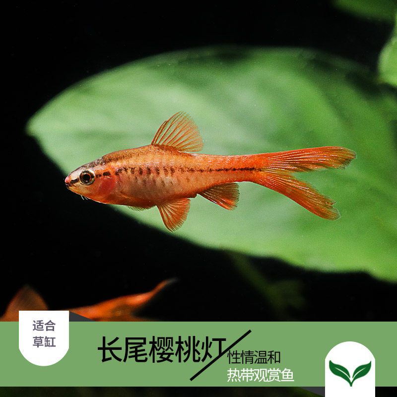 Natural long tail cherry light red rose fish native grass cylinder pixie small fish tropical fish ornamental fish lamp fish easy to raise