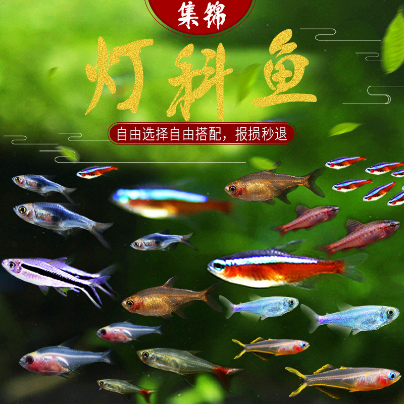 Tropical fish ornamental fish small light fish traffic light triangle light fire fire lamp Penguin light cherry light group tour light fish