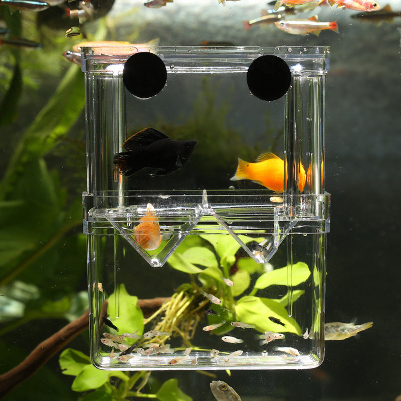 Aquarium fish tank double-layer isolation box breeding box transparent oviparation box peacock fish breeding 4577 nursery fry juvenile