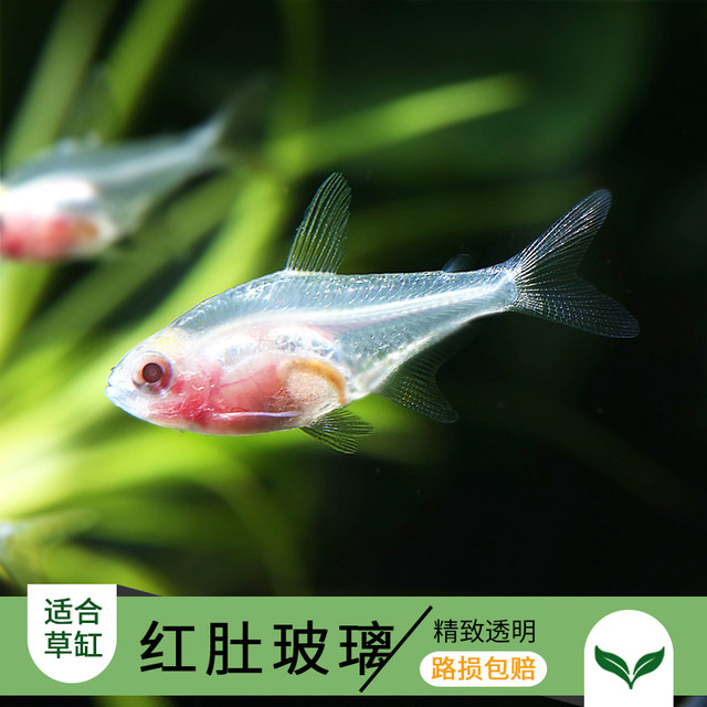 small ornamental fish
