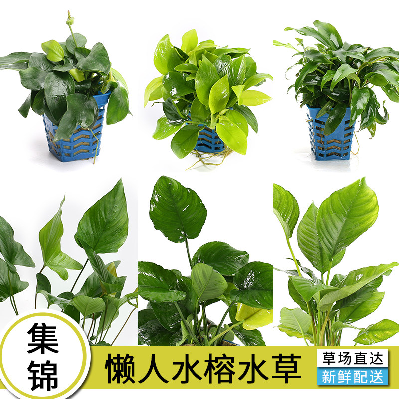 Aquarium landscaping aquatic plants living water banyan negative grass easy to raise banyan grass lazy water plants mini water banyan gold water banyan