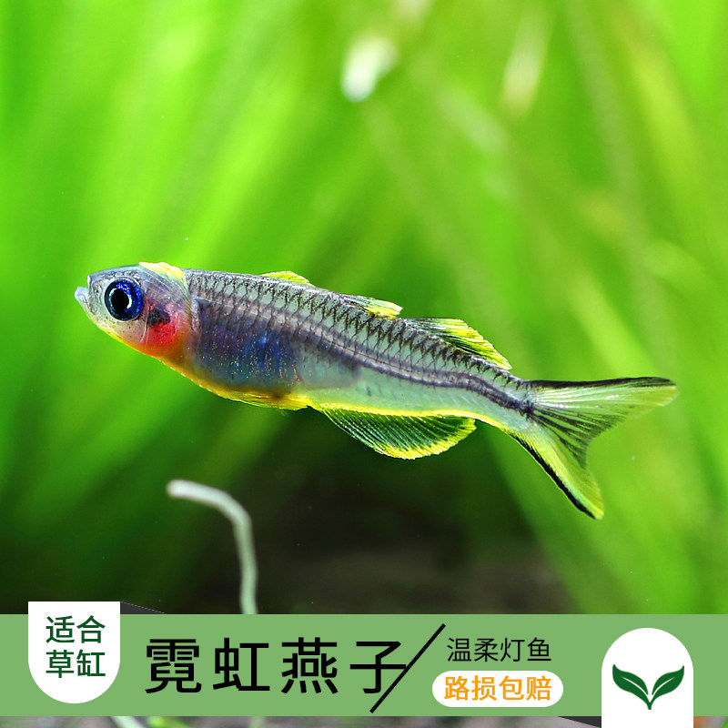 Aquarium fish Freshwater fish Lamp fish Neon swallow Tropical fish group swimming fish Small lamp fish Grass tank Pet fish Live