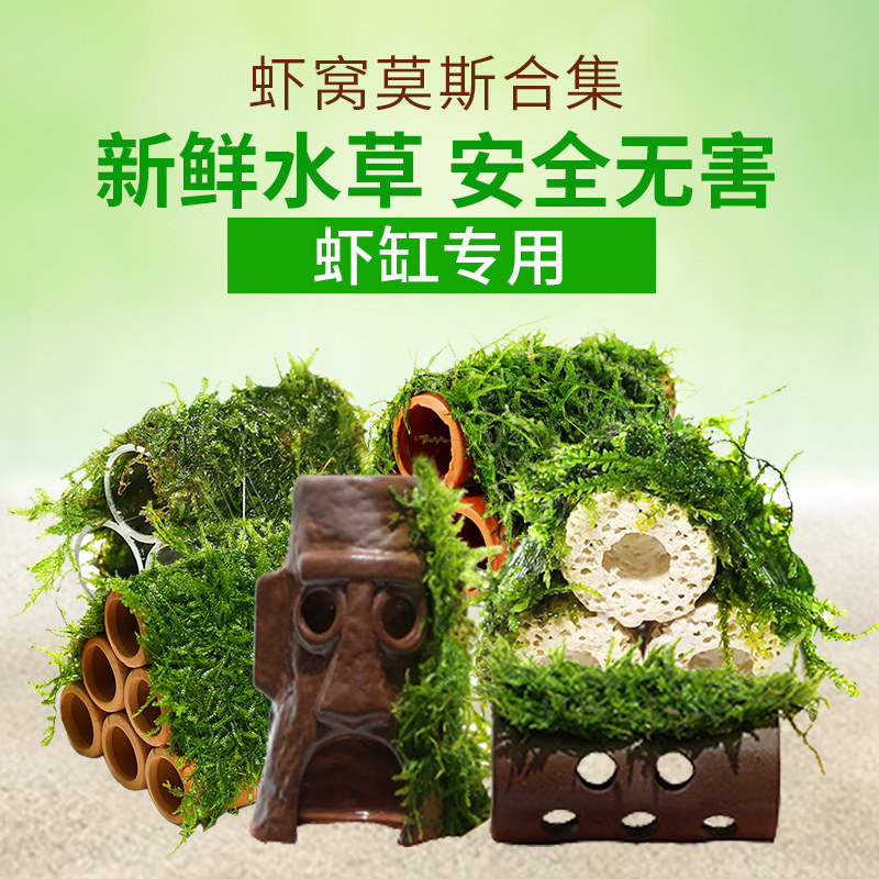 Fish shrimp transparent acrylic shrimp house Ornamental shrimp breeding tank shrimp tank shrimp nest shrimp Moss shrimp house water grass 6026