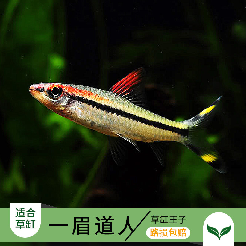 Tropical ornamental fish a meme Dao people freshwater aqua pond swimming fish to feed the aquarium pet fish live native