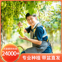 (Sirius Grape Sapling) Seedless Fragrant Honey Sunshine Rose Nina Fig Perfume Lemon