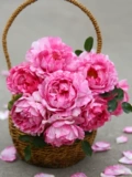 Sirius Rose Rose Rose 2,5 литра крупно -масштабной большой масштабной пчелы 4 и другой террасы внутреннего двора