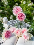 Sirius Rose Rose Rose 2,5 литра крупно -масштабной большой масштабной пчелы 4 и другой террасы внутреннего двора