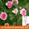 Товары от 天狼月季