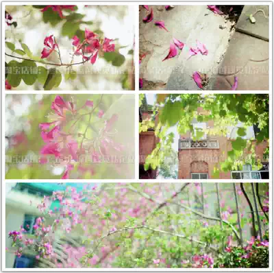 紫荊花春夏花草樹木高清實拍空鏡頭mv攝影動態背景可商用影片素材