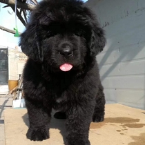  Newfoundland Dog Puppy Purebred Newfoundland large giant Standard Black pet Newfoundland dual-pedigree dog live