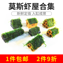 Moss shrimp house Shrimp nest Fish tank Fish shrimp escape house Breeding house Spawning hole Decorative landscaping Small fish ceramic tank house