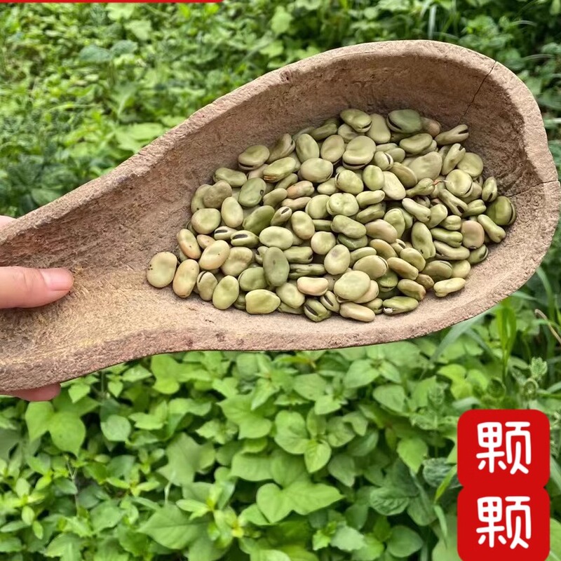 Hubei Jingzhou Farmhouse Small Seed Peas/Silkworm Beans Self-Grown Yeast Peas Bowl Beans Fried Orchid Peas 2.5kg Hubei Jingzhou Farmhouse Small Seed Peas/Silkworm Beans Self-Grown Yeast Peas Bowl Beans Fried Orchid Peas 2.5kg