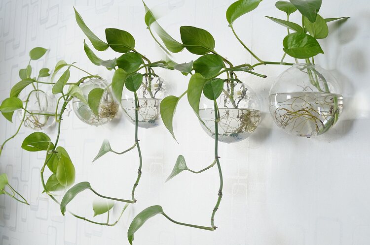 Creative glass vase transparent living room simple modern wall hanging rich bamboo Hyacinth green dill hydroponic vase decoration