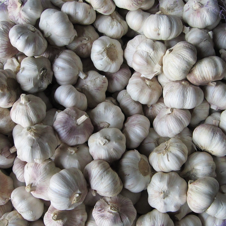 Garlic head can be made of fried garlic paste Crisp Fried Garlic Rice Garlic Grain Marinated Flour Seasoned Ingredients Guangdong Mezhou Hakka Special Produce