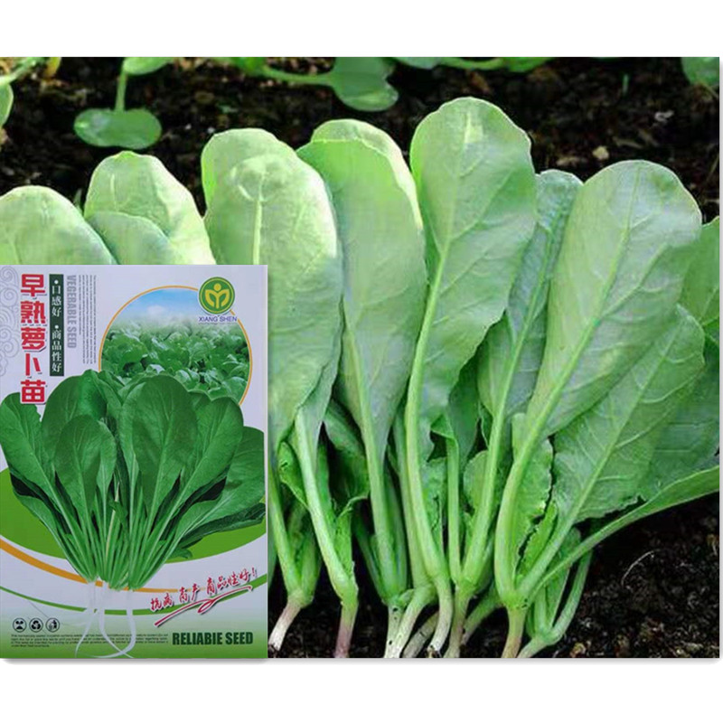 Vegetable Seedseed seeds Early-cooked Fast and large Roof seed 20 gr Vegetable Farm Special Growth Quick Taste Good
