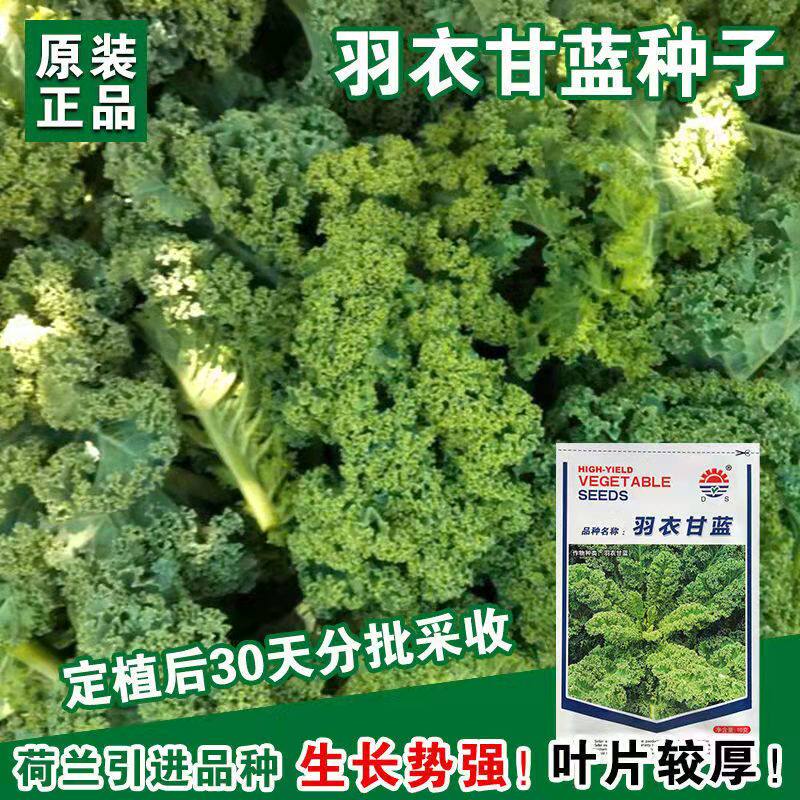 Featured new vegetable seeds plumes kale seeds ( original 10 grams ) characteristic farm grow vegetable varieties