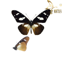 Butterfly specimen Amauris hecate multi-window spotted butterfly specimen