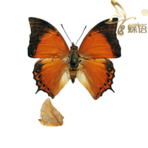 The specimen of Charaxes affinis affinis of the pseudo-chin butterfly butterfly specimen