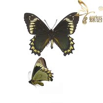 Butterfly swallowtail butterfly specimen Battus madyes chlorodamas Meibei butterfly specimen