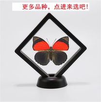 Butterfly words: Imported butterfly specimens suspended frame models have spread wings Butterfly specimens True butterfly specimens with boxes