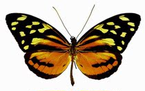 Butterfly butterfly specimen Tithorea harmonia red skirt Xiaoyou butterfly specimen