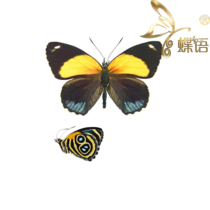 Butterfly Nymphalidae Specimen Callicore eunomia Samsung Figure Nymphalidae true butterfly specimens