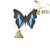 The specimen of the Doxocopa of the cherubina of the blue ribbon and the true butterfly of the butterfly