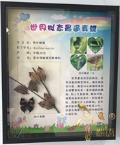 Butterfly: Insects Fun Exhibits Insect Specimens Real Insects Exhibition Butterfly Exhibition Insect Stories
