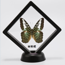 Butterfly language: Liyuandi Yunnan butterfly butterfly specimen true butterfly decoration material DIY material student gift