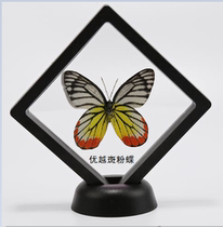 Butterfly language: superior spotted butterfly specimen transparent box can take out DIY decorative materials student gifts