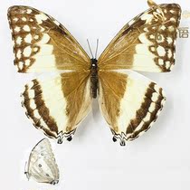 Butterfly adonis huallaga butterfly specimen