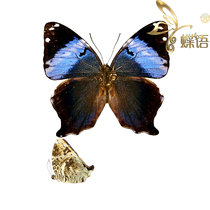 Prothoe Frank uniformis Nymphalidae true butterfly specimens