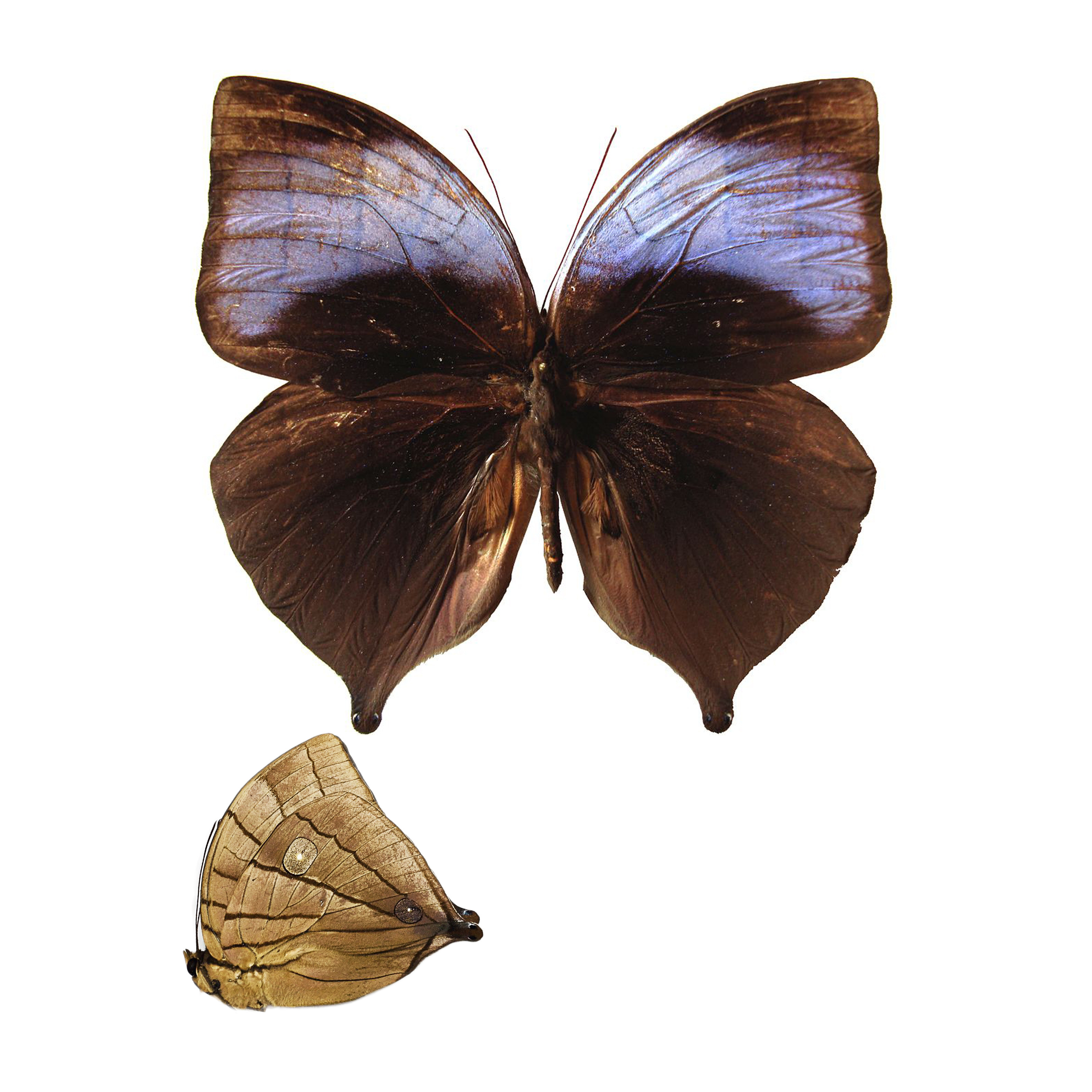 Amathuxidia amythaon dilucida is a species of butterfly in the family nymphalidae