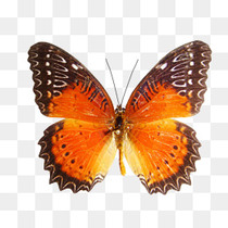 Butterfly: Red Saw Butterfly Monroe Butterfly Monroe Butterfly Spectator Butterfly Specimens Wing Transparent Box Can be taken out