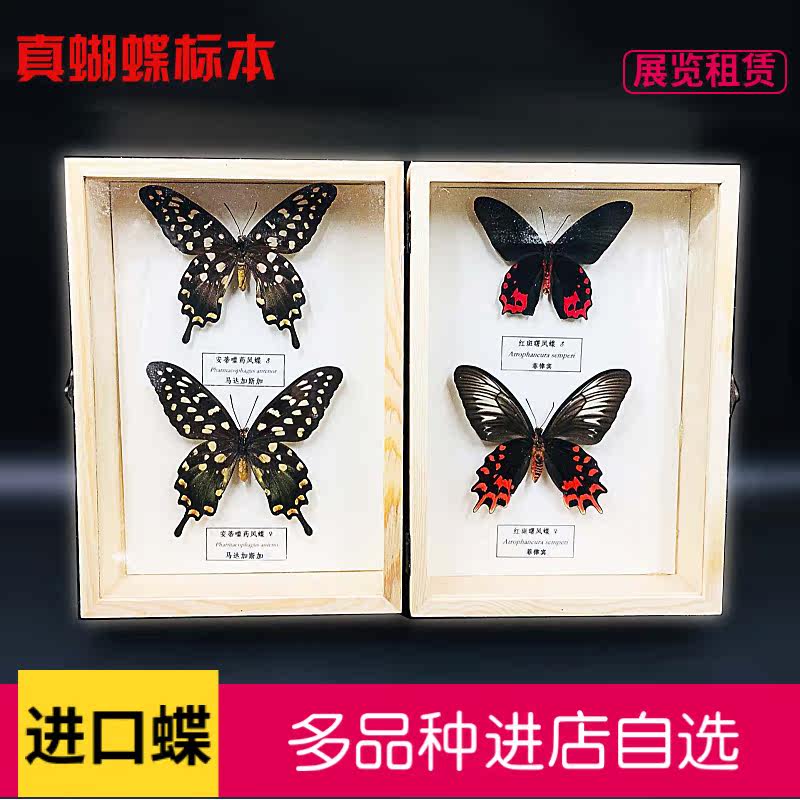 Butterfly butterfly specimen decorative picture frame insect specimen stereoscopic frame mirror glass exhibition teaching science popularization
