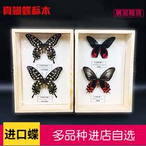 Butterfly butterfly specimen decorative picture frame insect specimen stereoscopic frame mirror glass exhibition teaching science popularization