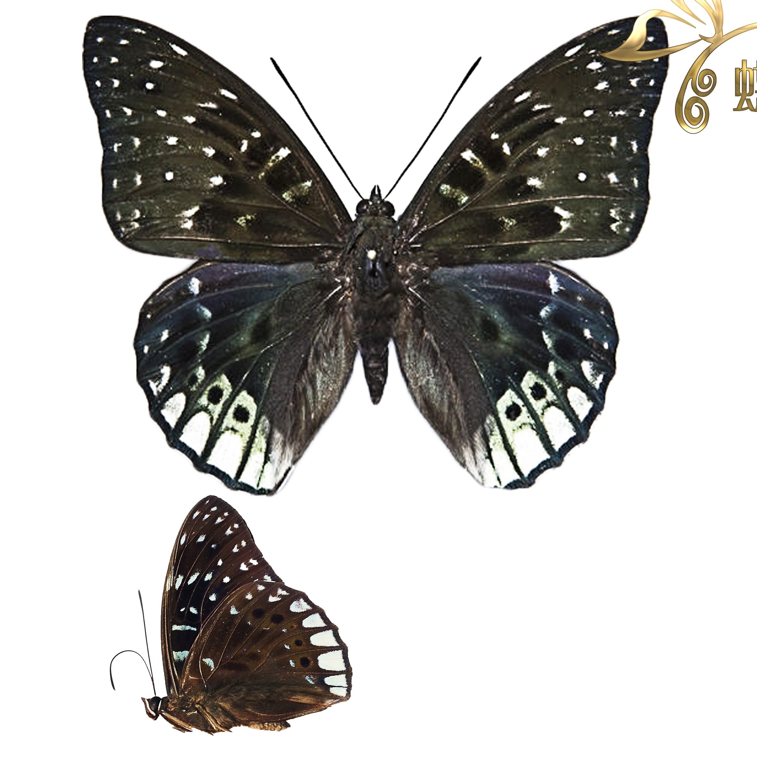 The specimen of Dichorragia ninus ninus is a true butterfly