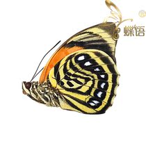 Butterfly Nymphalidae specimen Agrias amydon tryphon back pattern Wo butterfly true butterfly specimen