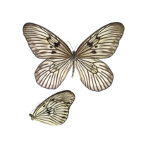 Butterfly butterfly specimen Idea blanchardi morosiana pure silk spot butterfly specimen