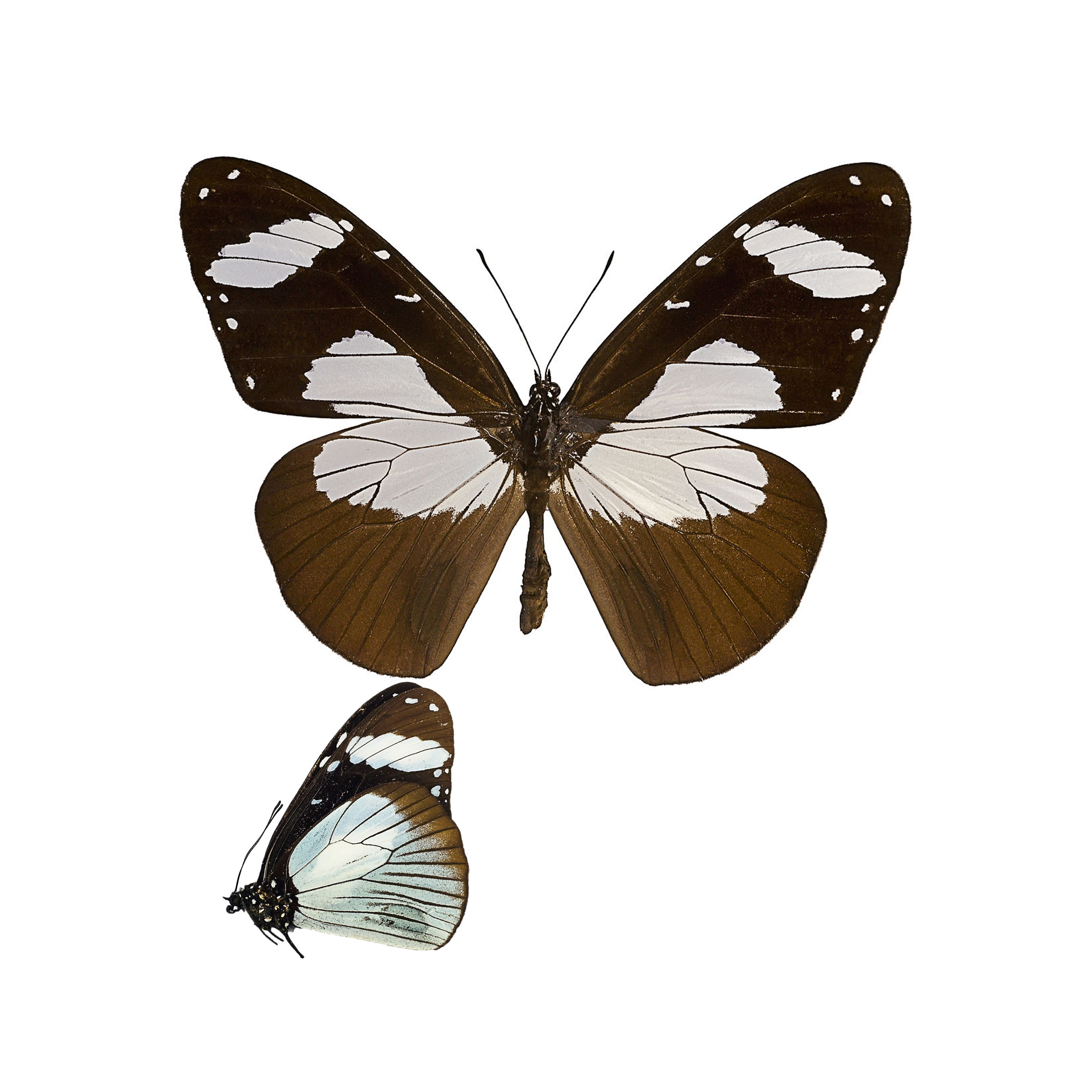 Butterfly Butterfly Specimens Amauris niavius Great White Window Butterfly True Butterfly Specimens
