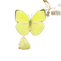 Butterfly White butterfly specimen Phoebis trite Earth yellow Philippine butterfly specimen
