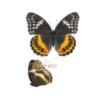 Butterfly Nymphalidae specimen Hypolimnas pandarus pandarus spot Nymphalidae true butterfly specimens